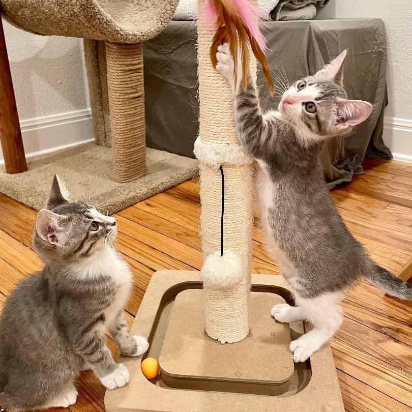 Enlarge Dean (Pre-Adopt), a Adopted Tabby in San Antonio, TX image 2/6