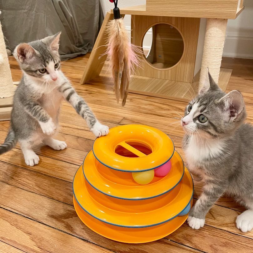 Enlarge Dean (Pre-Adopt), a Adopted Tabby in San Antonio, TX image 3/6