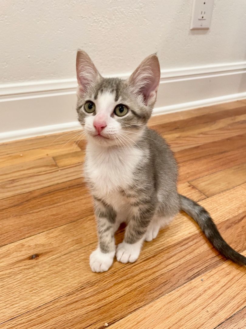 Enlarge Dean (Pre-Adopt), a Adopted Tabby in San Antonio, TX image 5/6