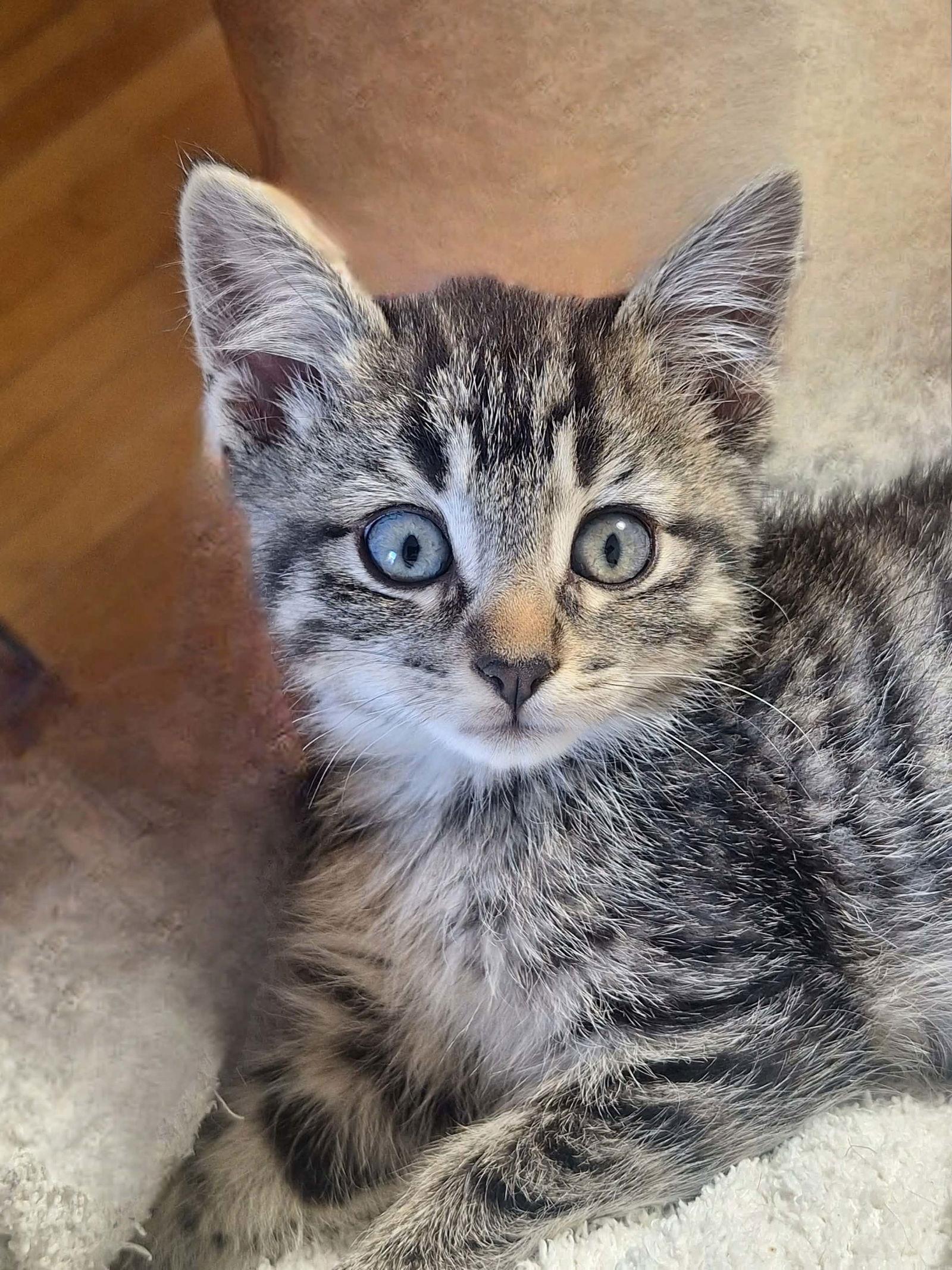 Crispin, Adoptable, Young Male Domestic Short Hair.