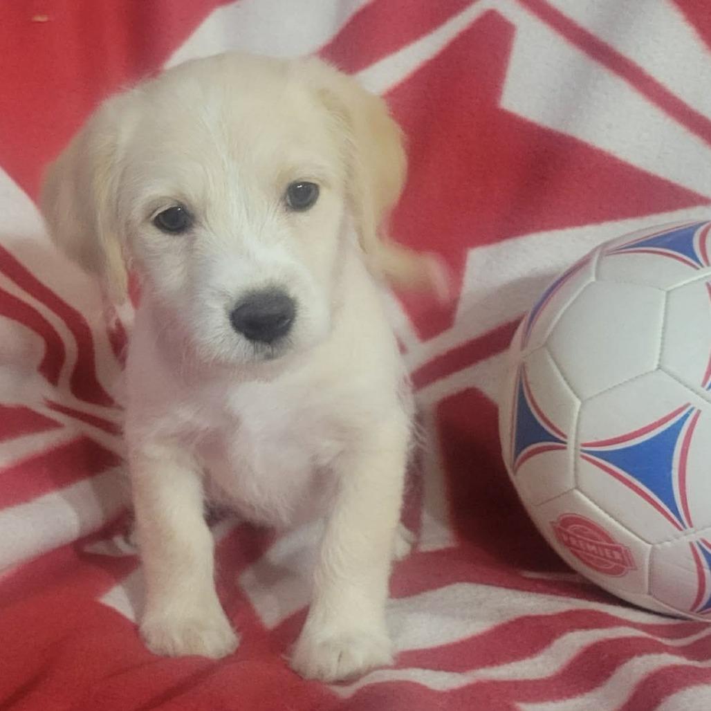 Ellie, Adoptable, Puppy Female Chihuahua & Terrier.