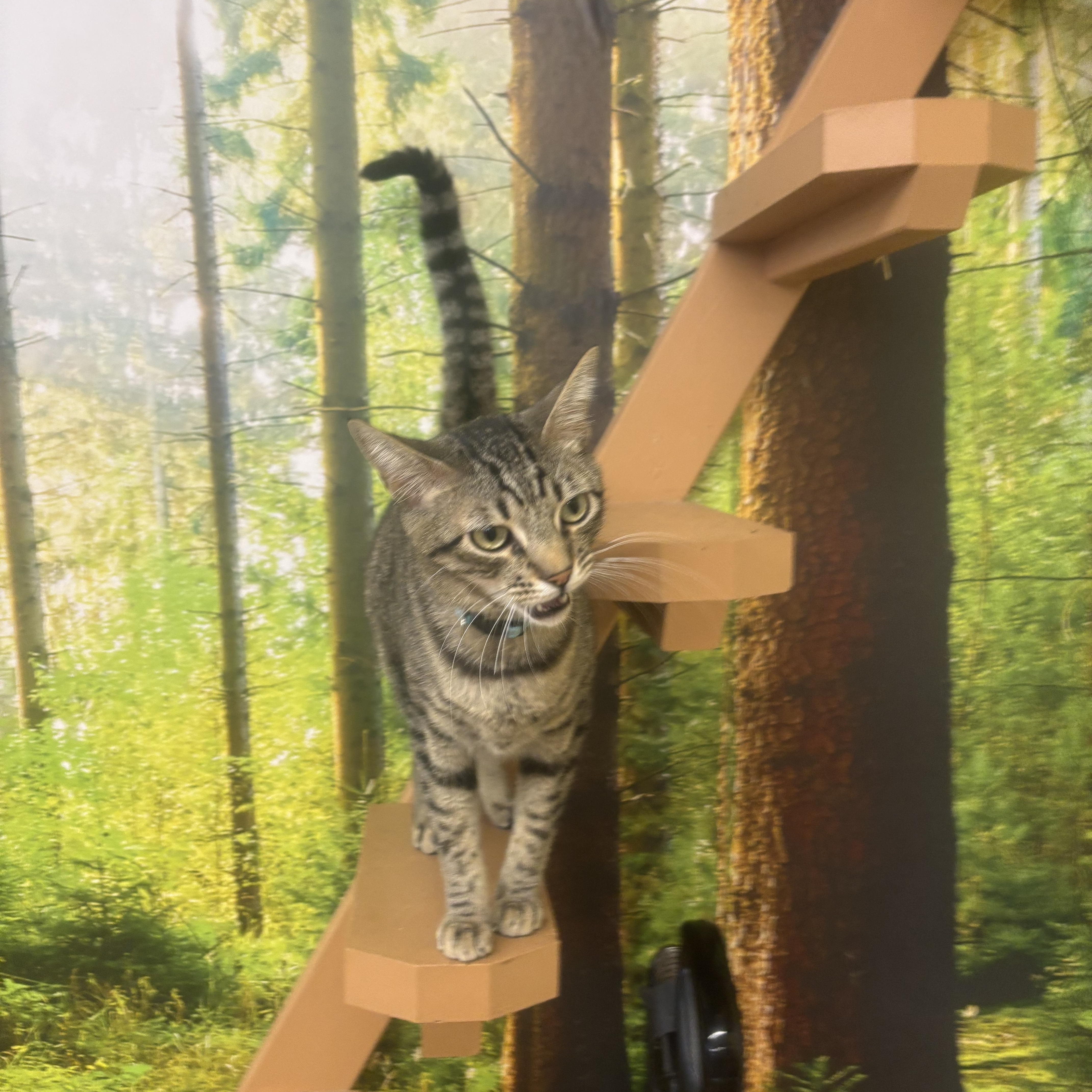 Larry, an adopted Domestic Short Hair in Whittier, CA image 2/6