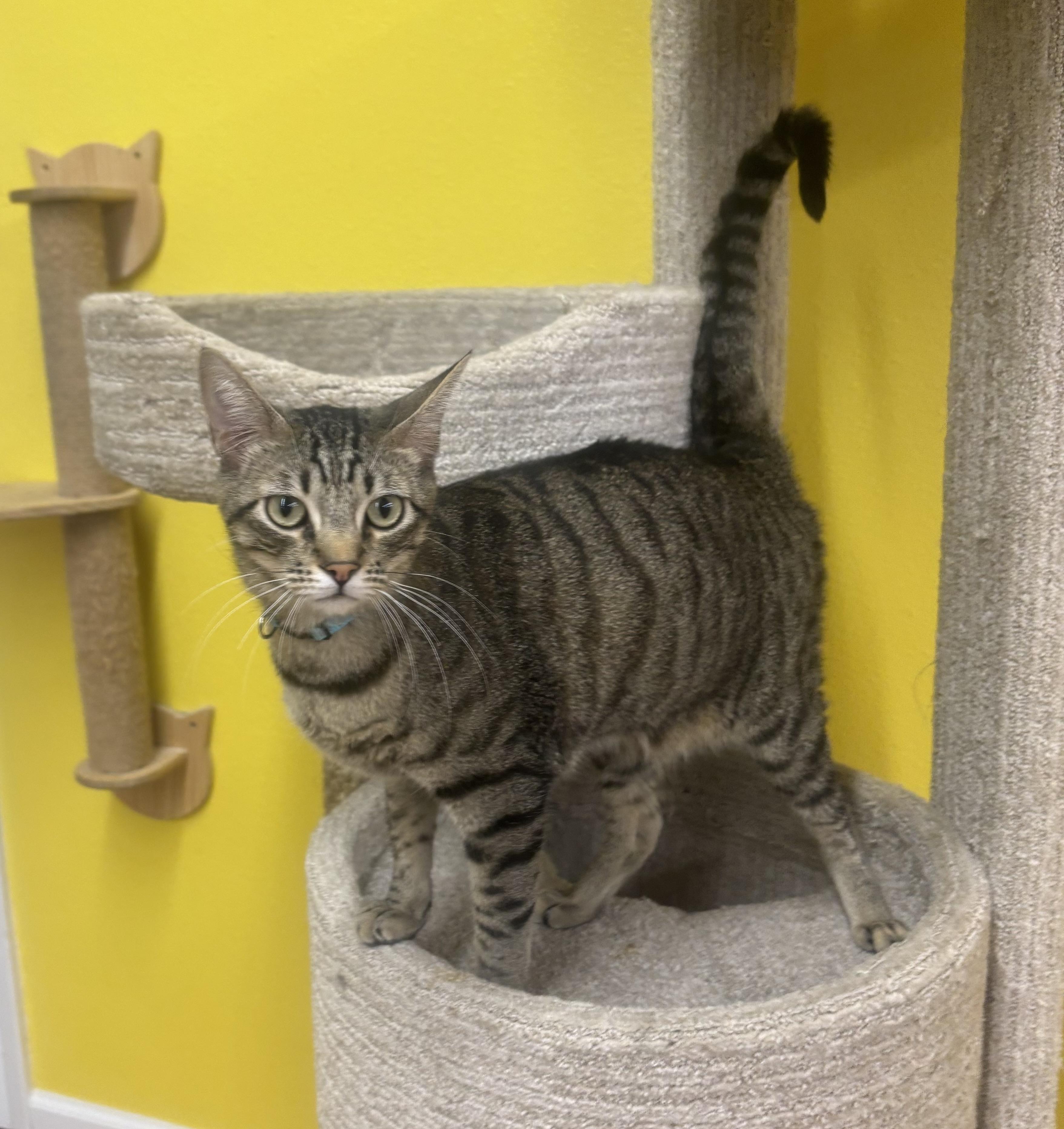 Larry, an adopted Domestic Short Hair in Whittier, CA image 3/6