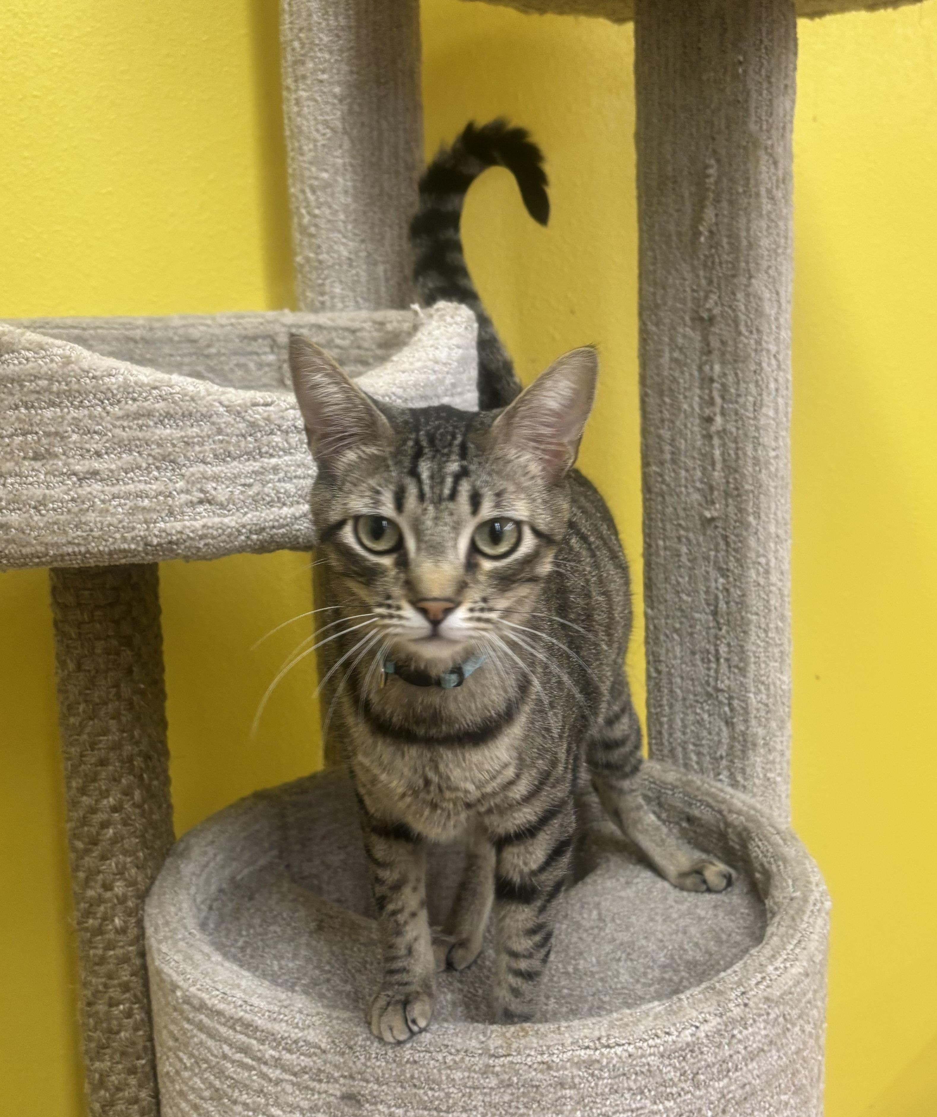 Larry, an adopted Domestic Short Hair in Whittier, CA image 1/6