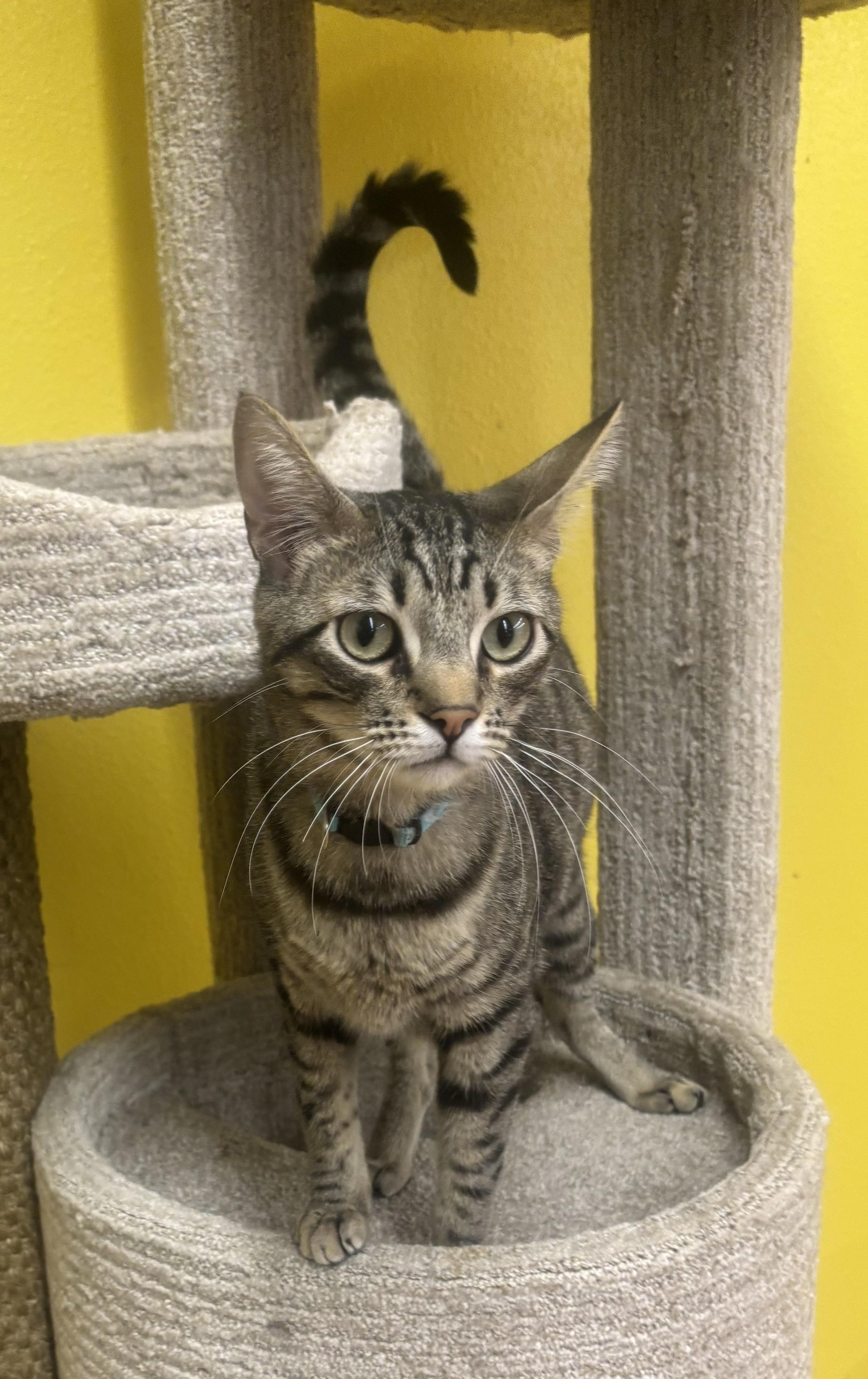 Larry, an adopted Domestic Short Hair in Whittier, CA image 4/6