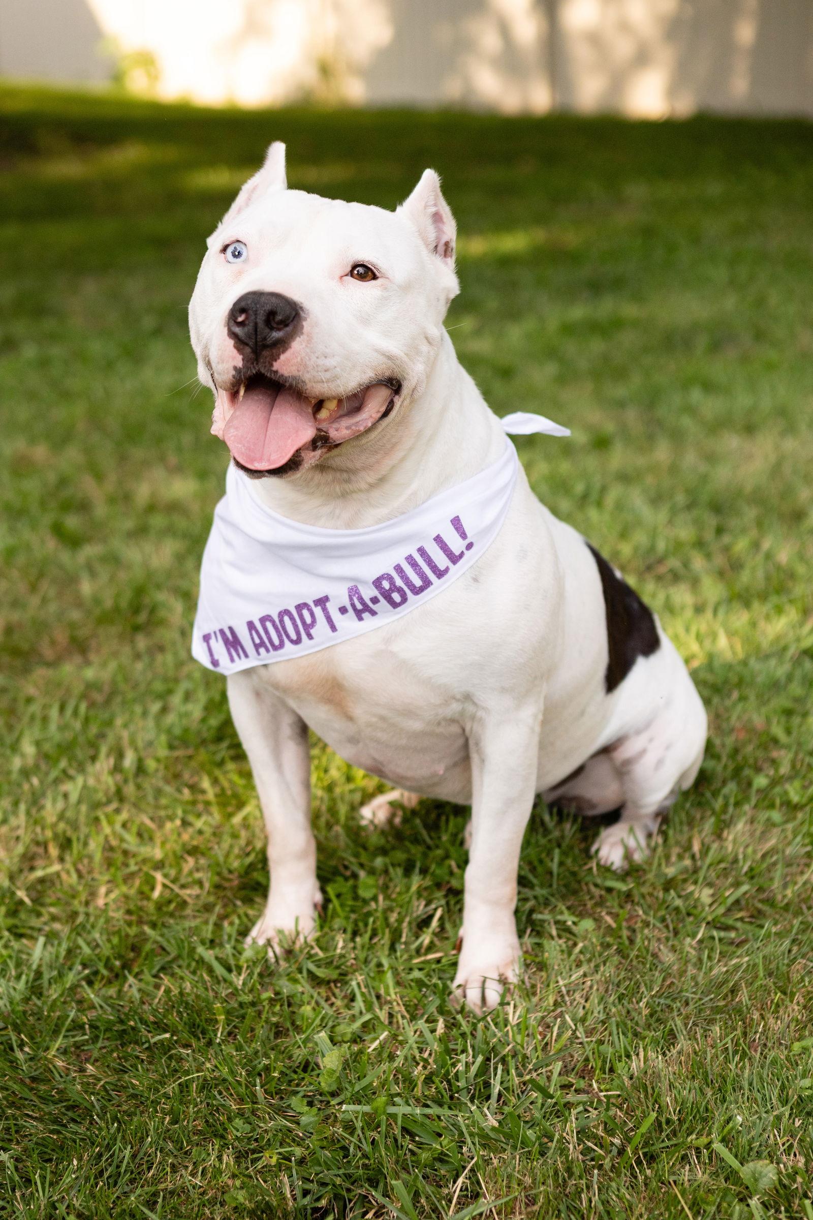 Dante, Adoptable, Young Male Pit Bull Terrier.
