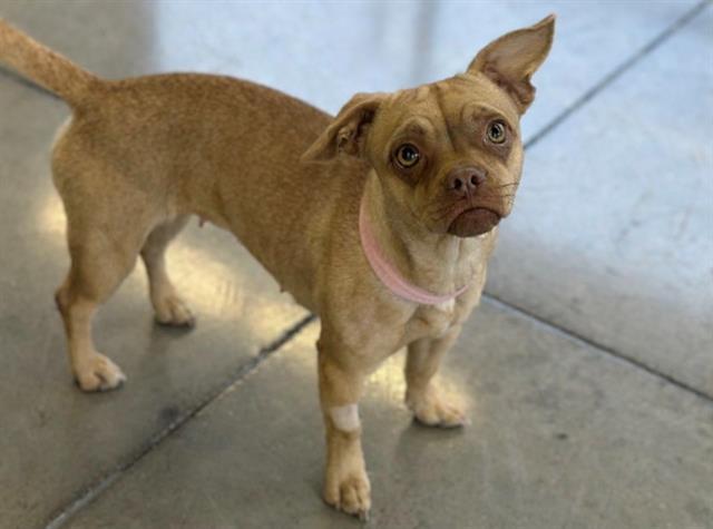 HAZEL, Adoptable, Young Female Chihuahua & Pug.