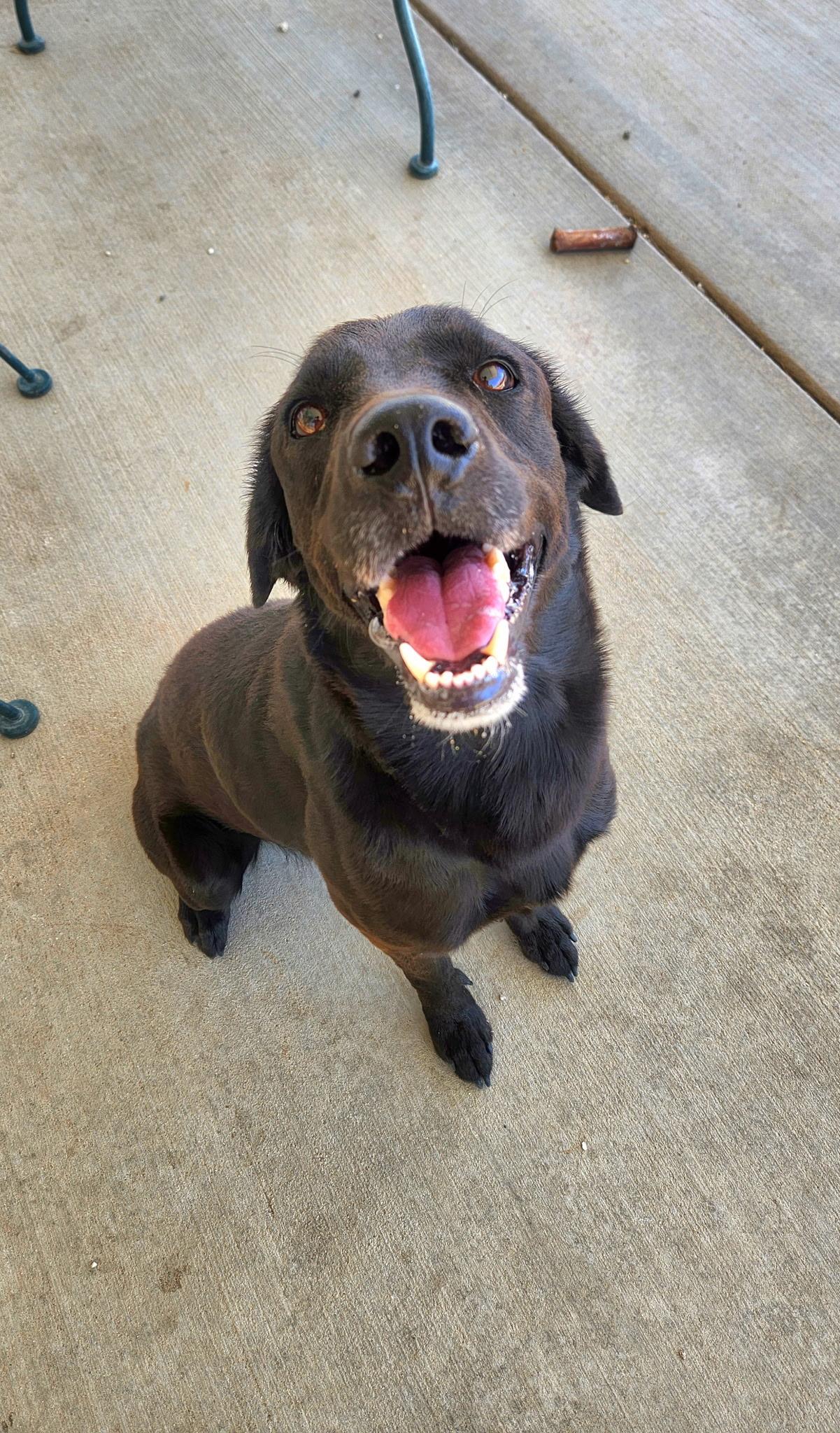Enlarge Reggie, a ADOPTABLE Labrador Retriever in Ferndale, WA image 1/1