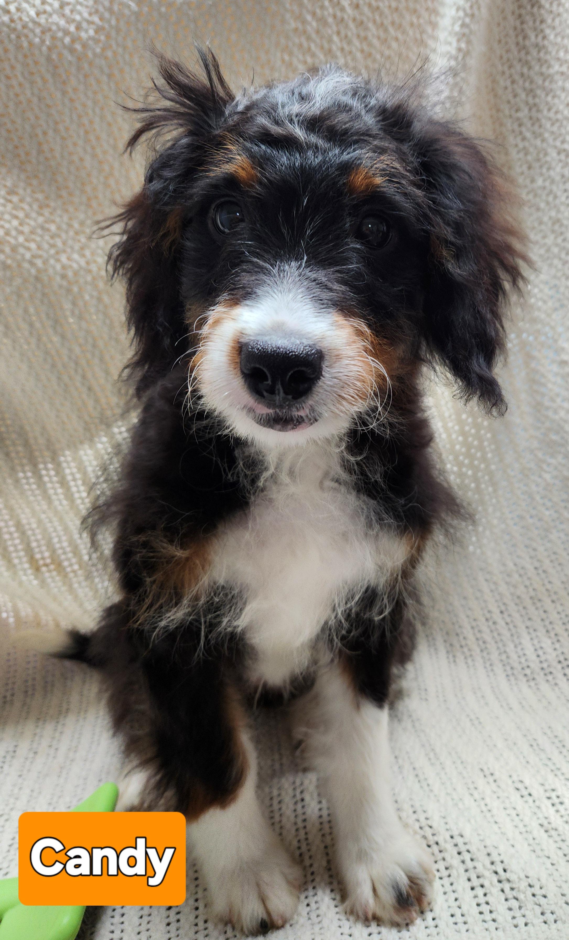 Enlarge Candy( mini bernedoodle, a Adopted Bernedoodle in Smithfield, PA image 1/1