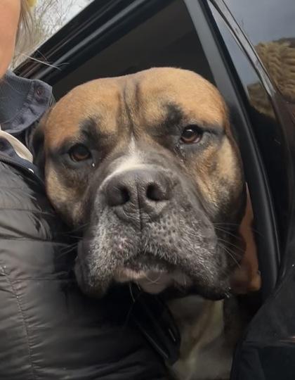 Enlarge Duncan (Gentle Sweet Boy), a ADOPTABLE Bullmastiff in Newfoundland, PA image 2/3