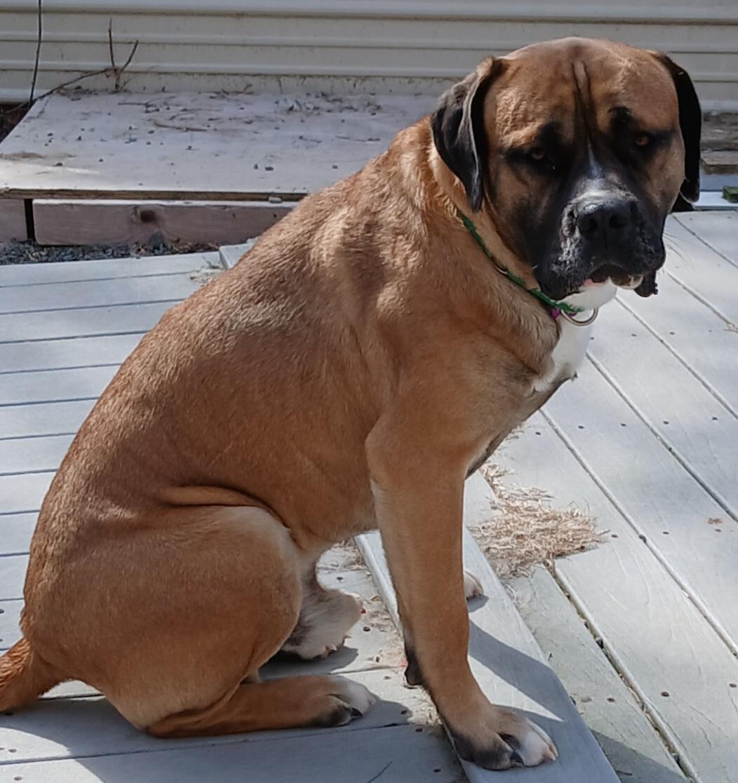 Enlarge Duncan (Gentle Sweet Boy), an adopted Bullmastiff in Newfoundland, PA image 2/5