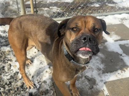 Enlarge Duncan (Gentle Sweet Boy), a ADOPTABLE Bullmastiff in Newfoundland, PA image 3/3