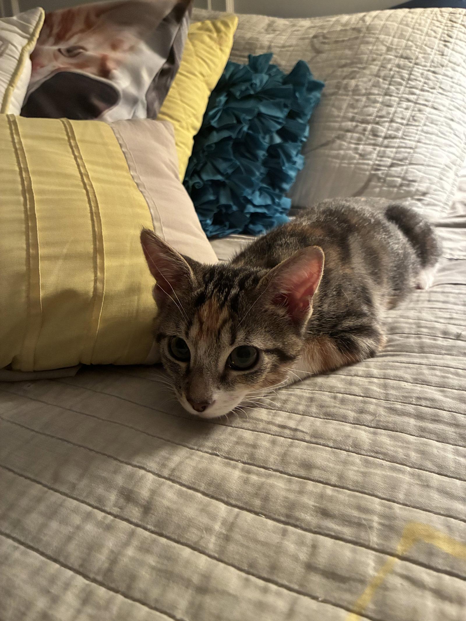 Zilla, Adopted, Kitten Female Calico.
