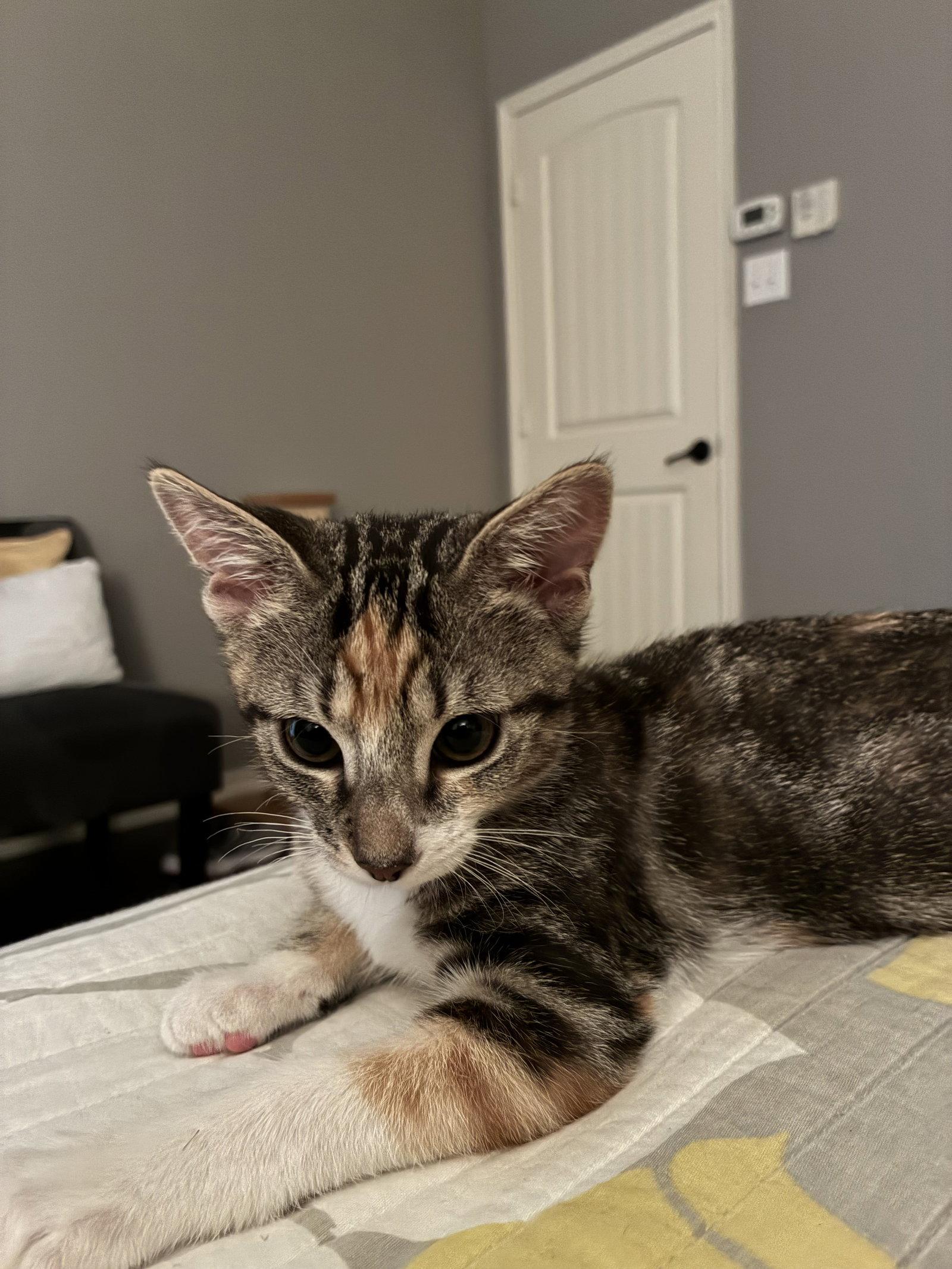 Zilla, a Adopted Calico in Plano, TX image 2/3