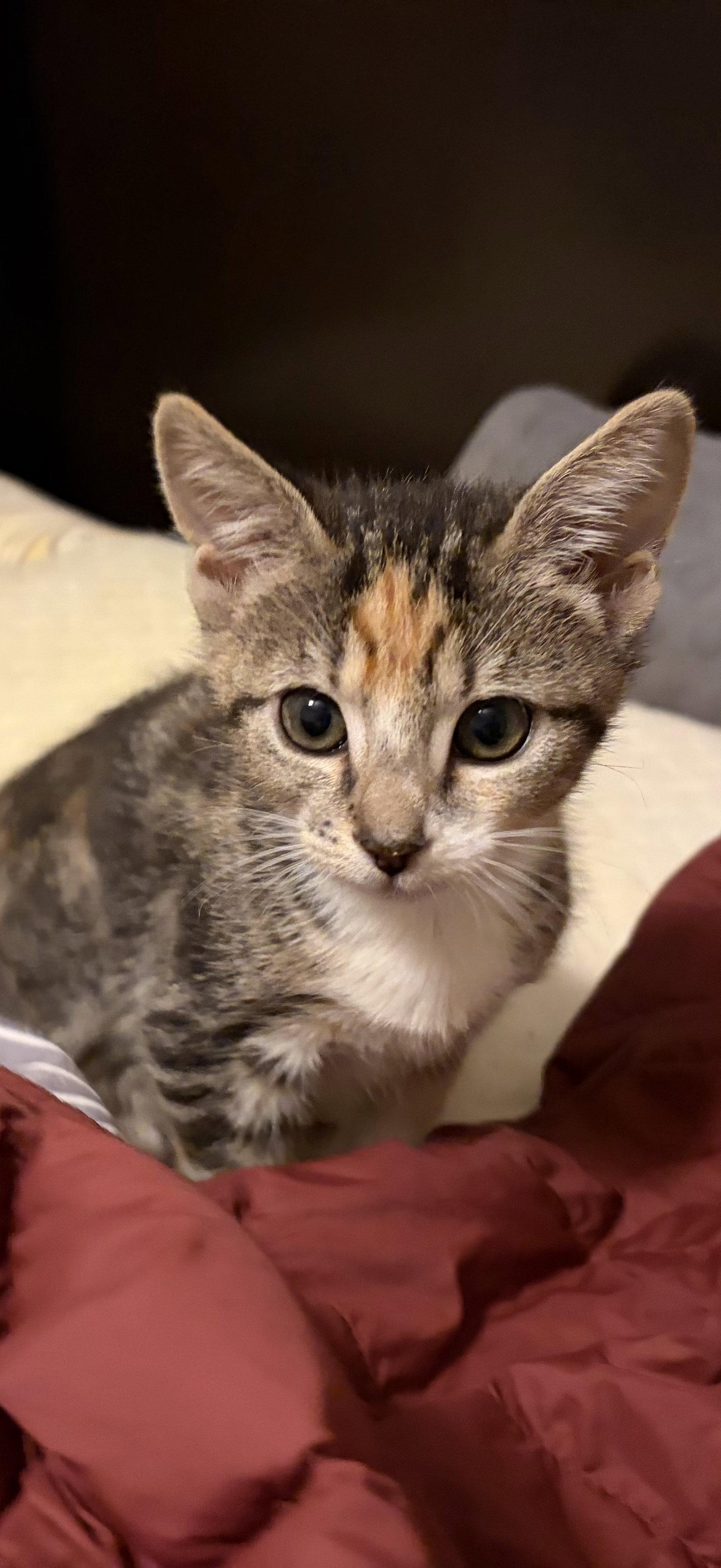 Zilla, a Adopted Calico in Plano, TX image 3/3