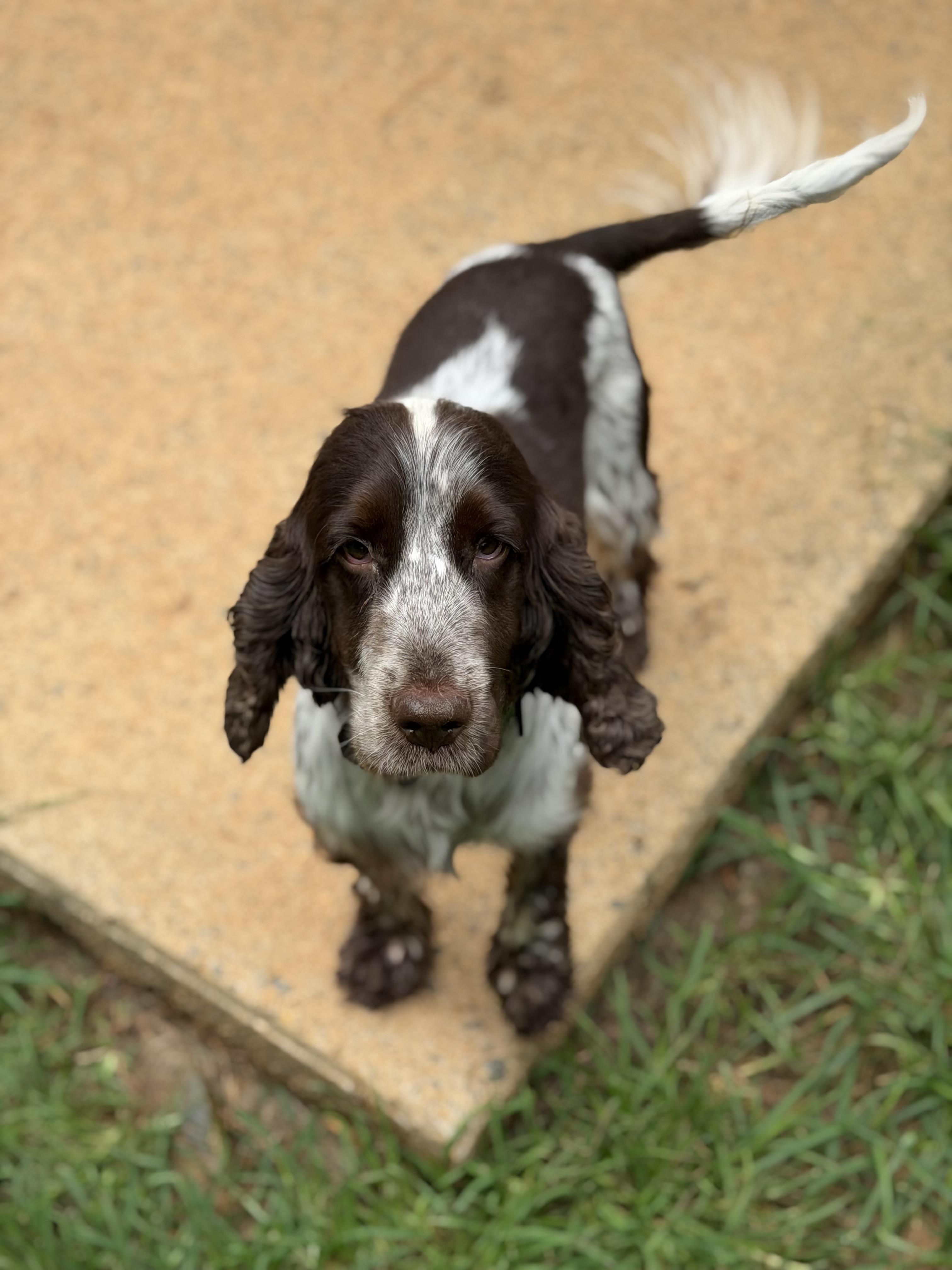 Enlarge Nelson, a ADOPTABLE English Cocker Spaniel in Atlanta, GA image 4/5