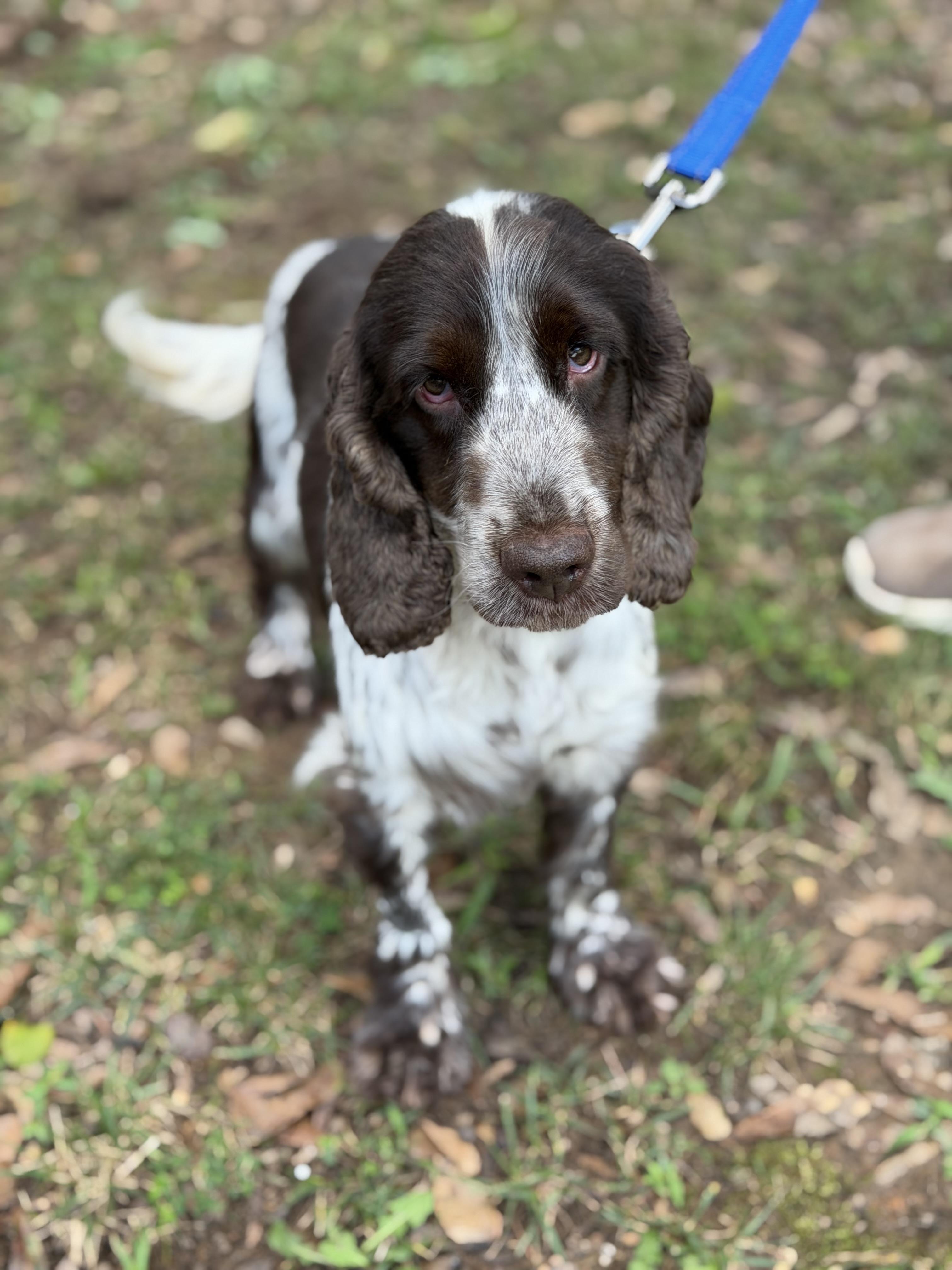 Enlarge Nelson, a ADOPTABLE English Cocker Spaniel in Atlanta, GA image 3/5