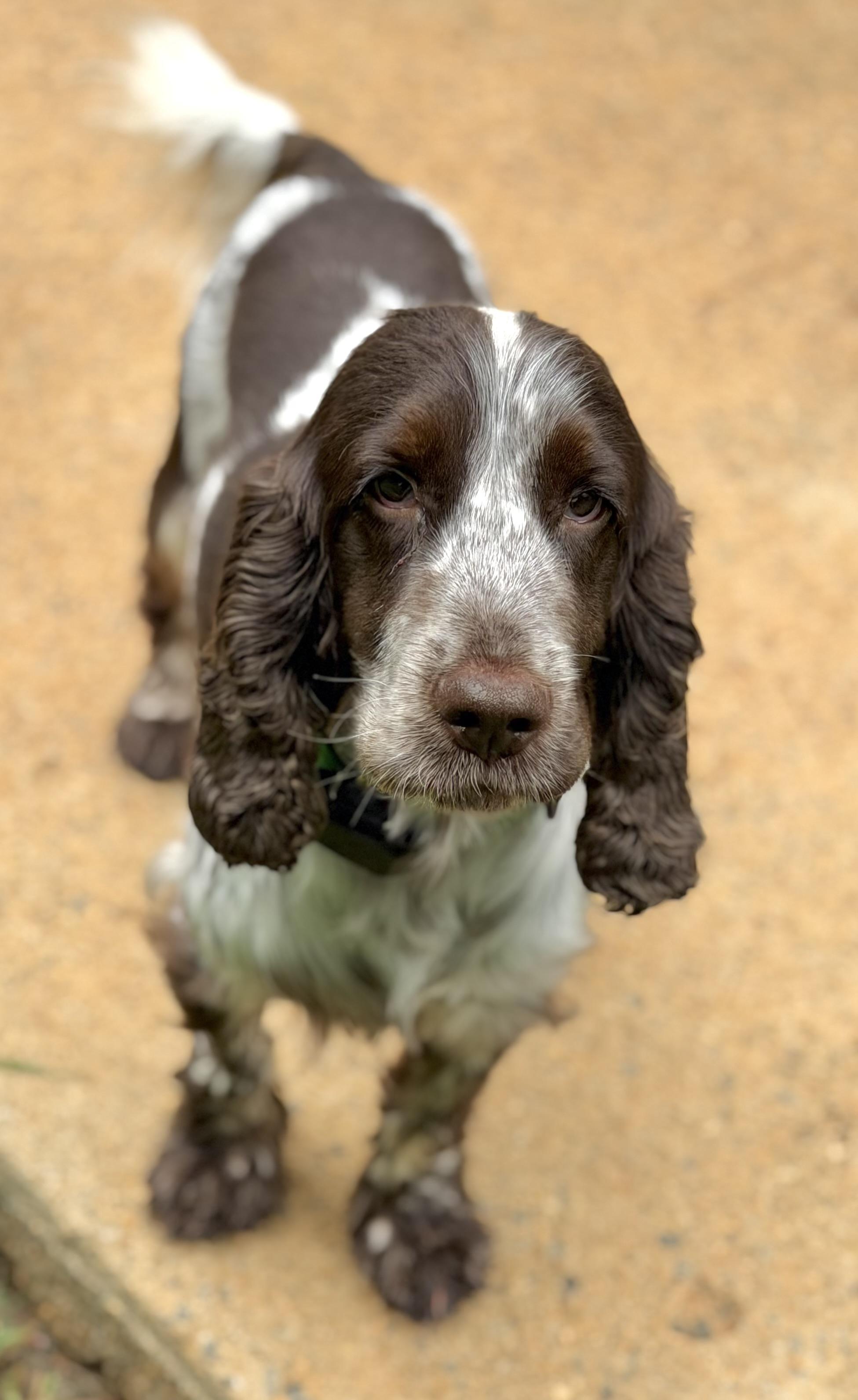 Enlarge Nelson, a ADOPTABLE English Cocker Spaniel in Atlanta, GA image 1/5