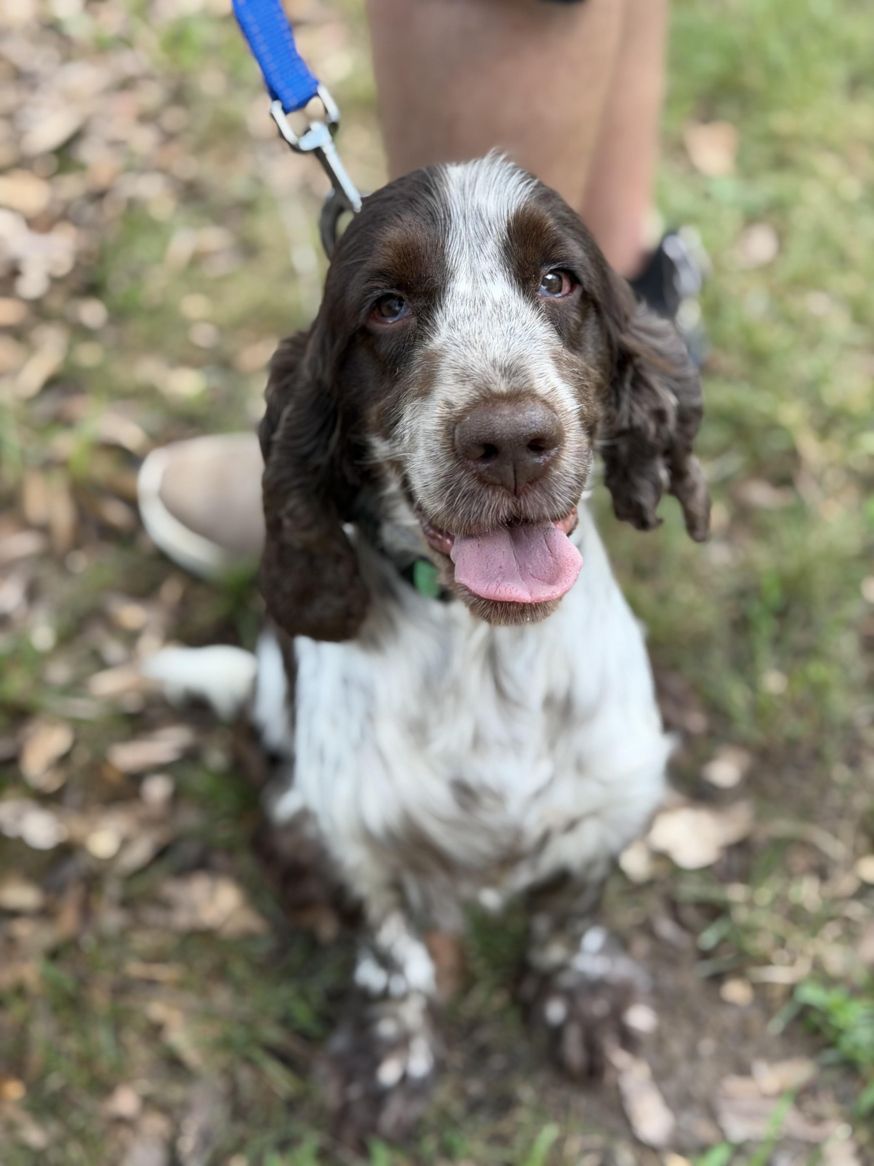 Enlarge Nelson, a ADOPTABLE English Cocker Spaniel in Atlanta, GA image 5/5