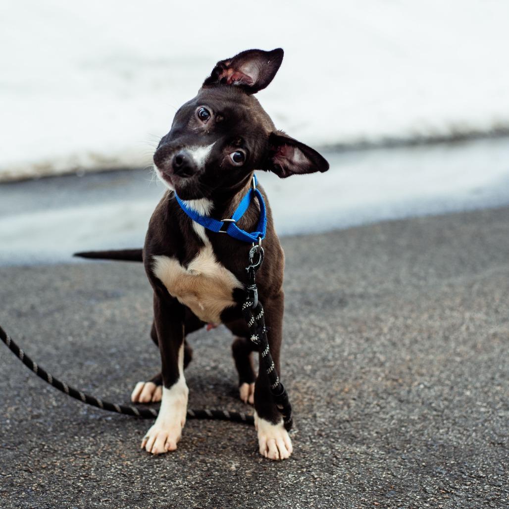 Drako, Adoptable, Young Male Pit Bull Terrier.