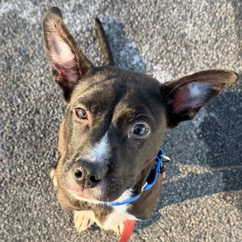 Enlarge Drako, a Adoptable Pit Bull Terrier in Warwick, RI image 2/3