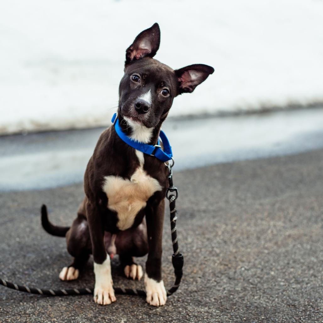 Enlarge Drako, a Adoptable Pit Bull Terrier in Warwick, RI image 3/3