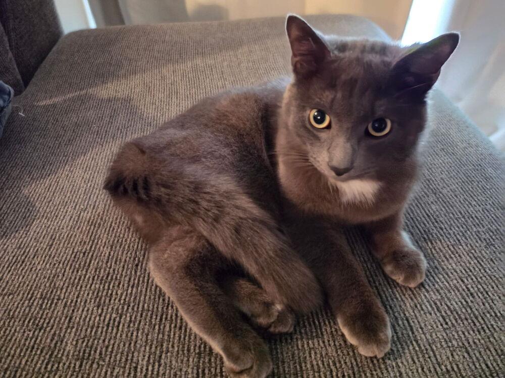 Jackson, Adoptable, Young Male Domestic Short Hair.