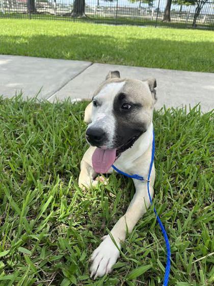 Dale (152428), Adult Male Pit Bull Terrier