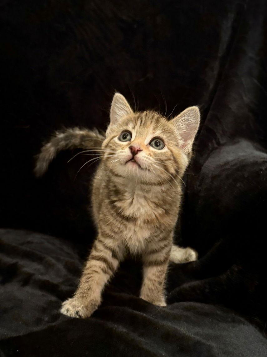 Truffle25, Adoptable, Kitten Female Bengal & Domestic Short Hair.