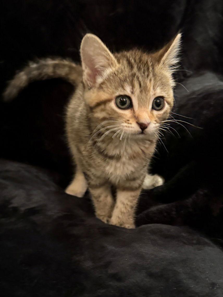 Enlarge Truffle25, a Adoptable mixed breed in Nashville, TN image 2/3