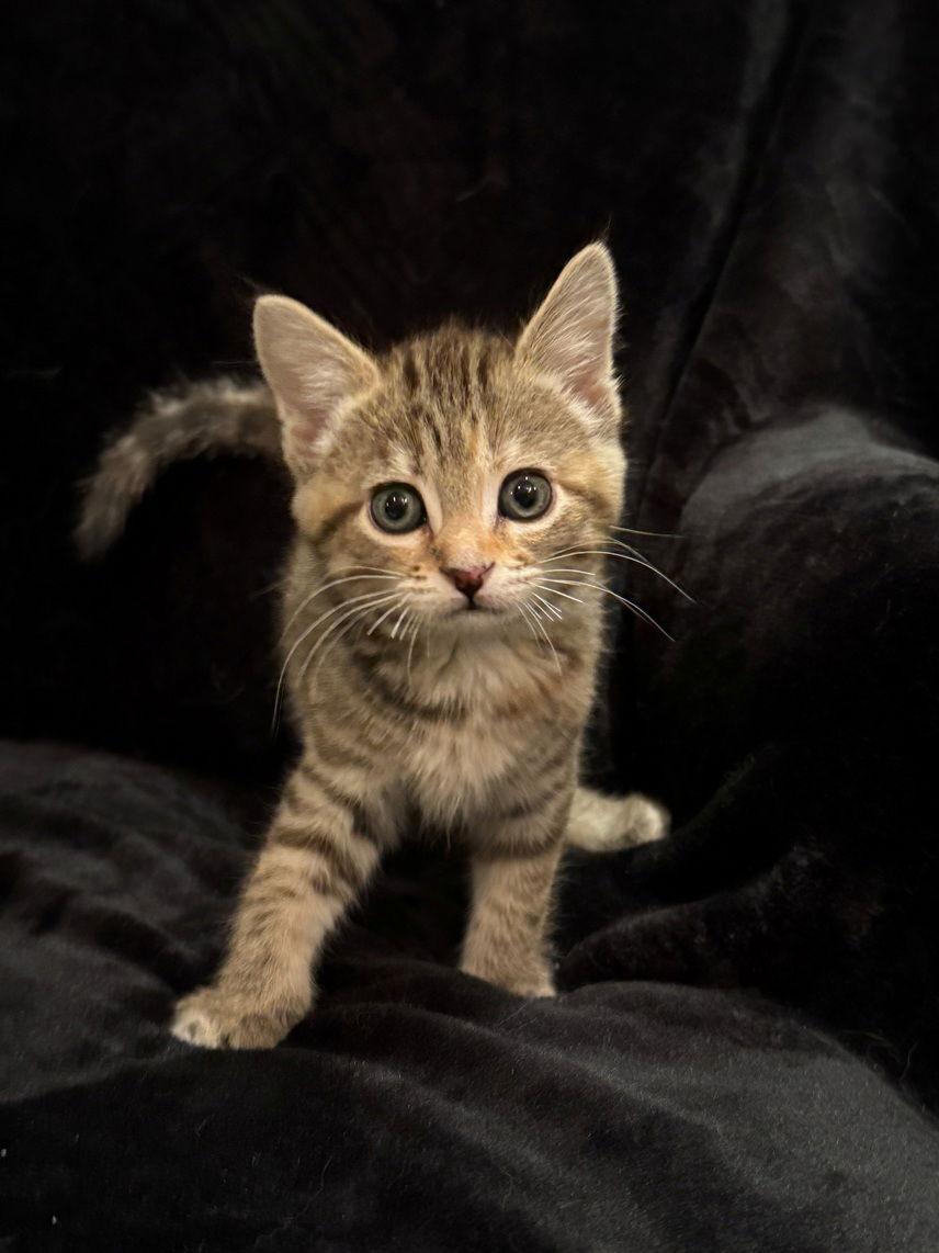 Enlarge Truffle25, a Adoptable mixed breed in Nashville, TN image 3/3