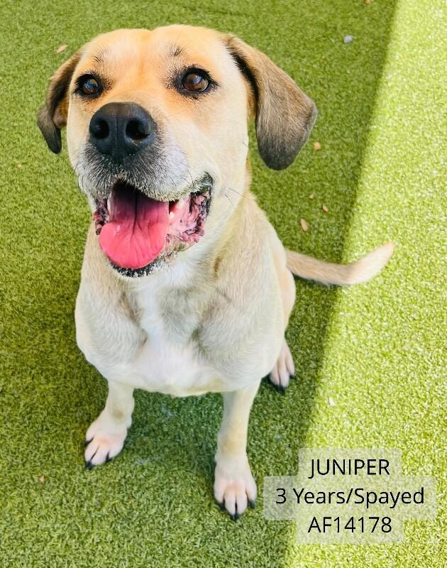 Juniper, Adoptable, Adult Female Labrador Retriever & Mastiff.