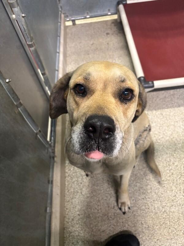 Enlarge Juniper, a Adoptable mixed breed in Supply, NC image 2/2