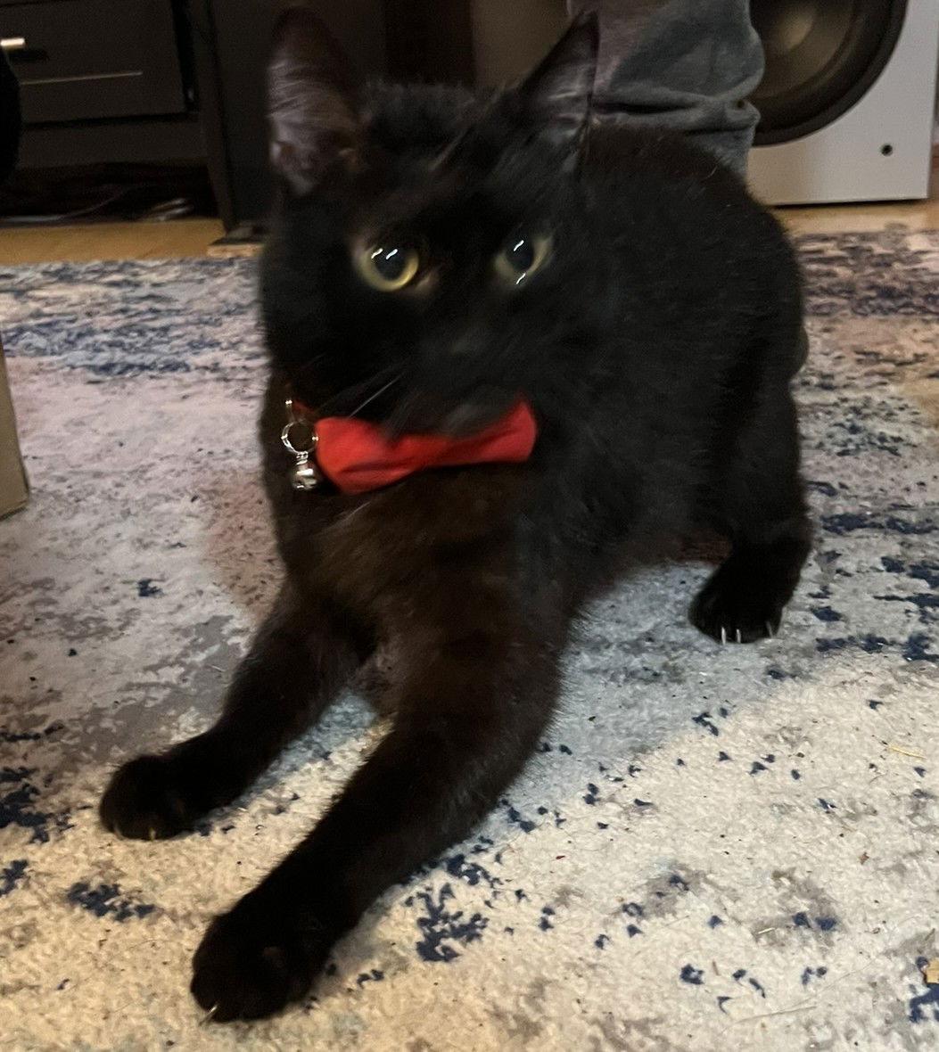 Valentino, Adoptable, Adult Male Domestic Short Hair.