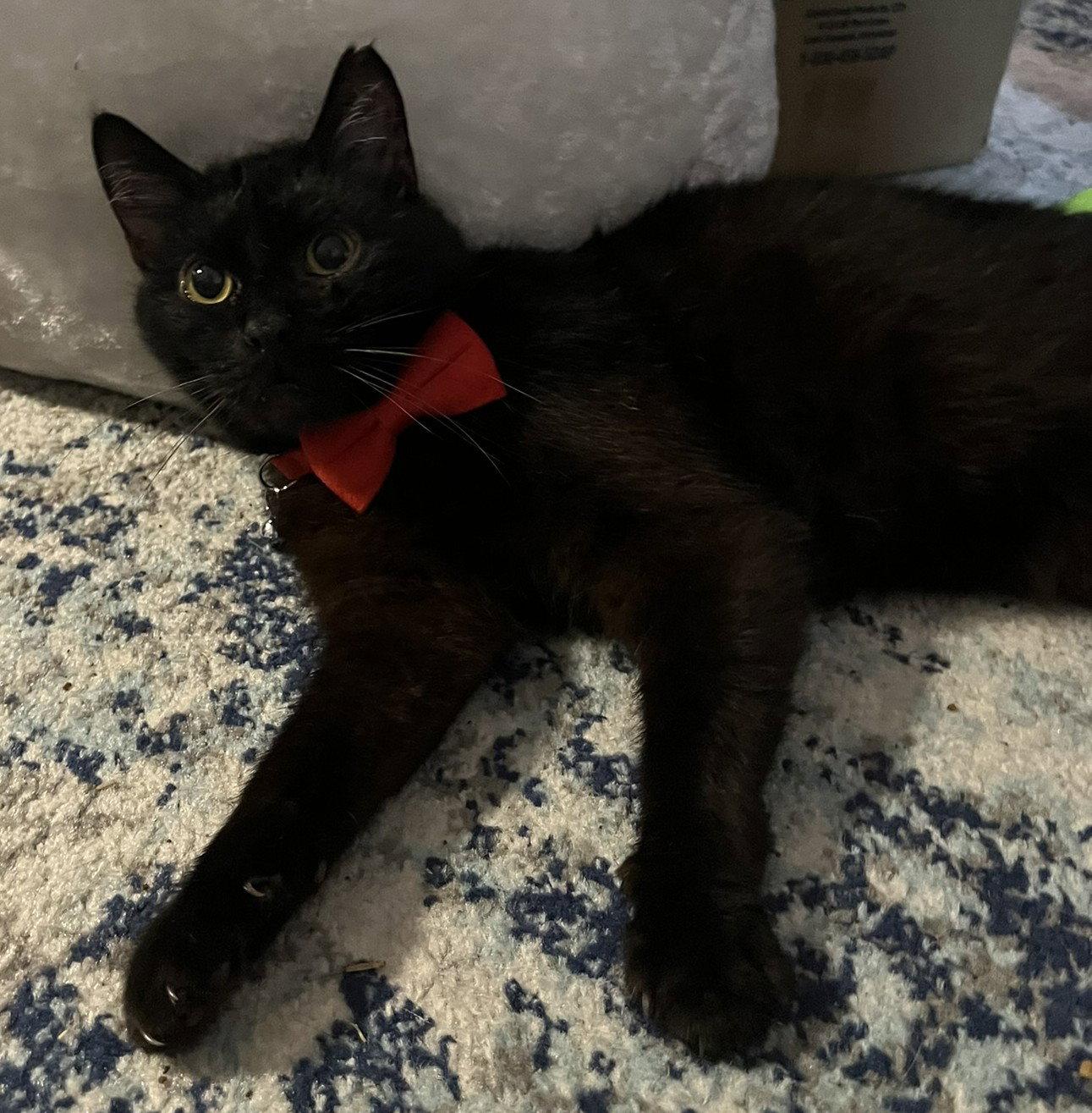 Valentino, Adoptable, Adult Male Domestic Short Hair.