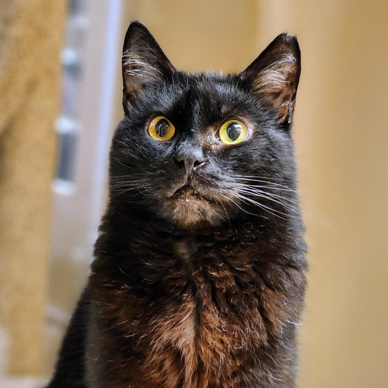 Valentino, Adoptable, Adult Male Domestic Short Hair.