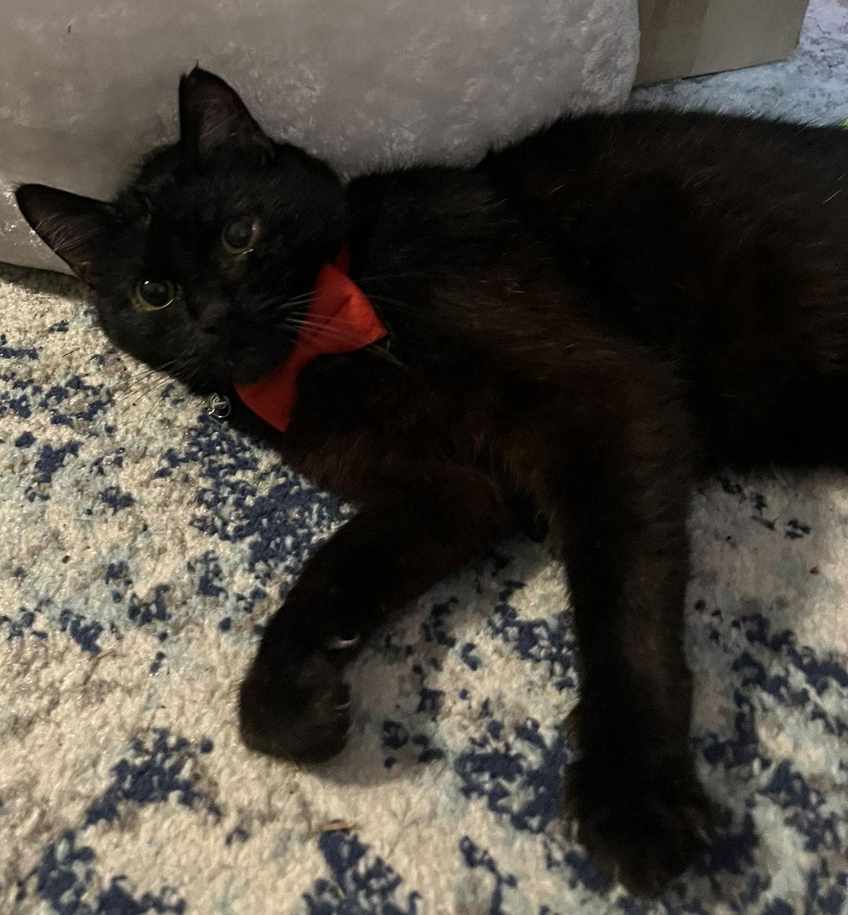 Enlarge Valentino, a Adoptable Domestic Short Hair in Garland, TX image 2/3