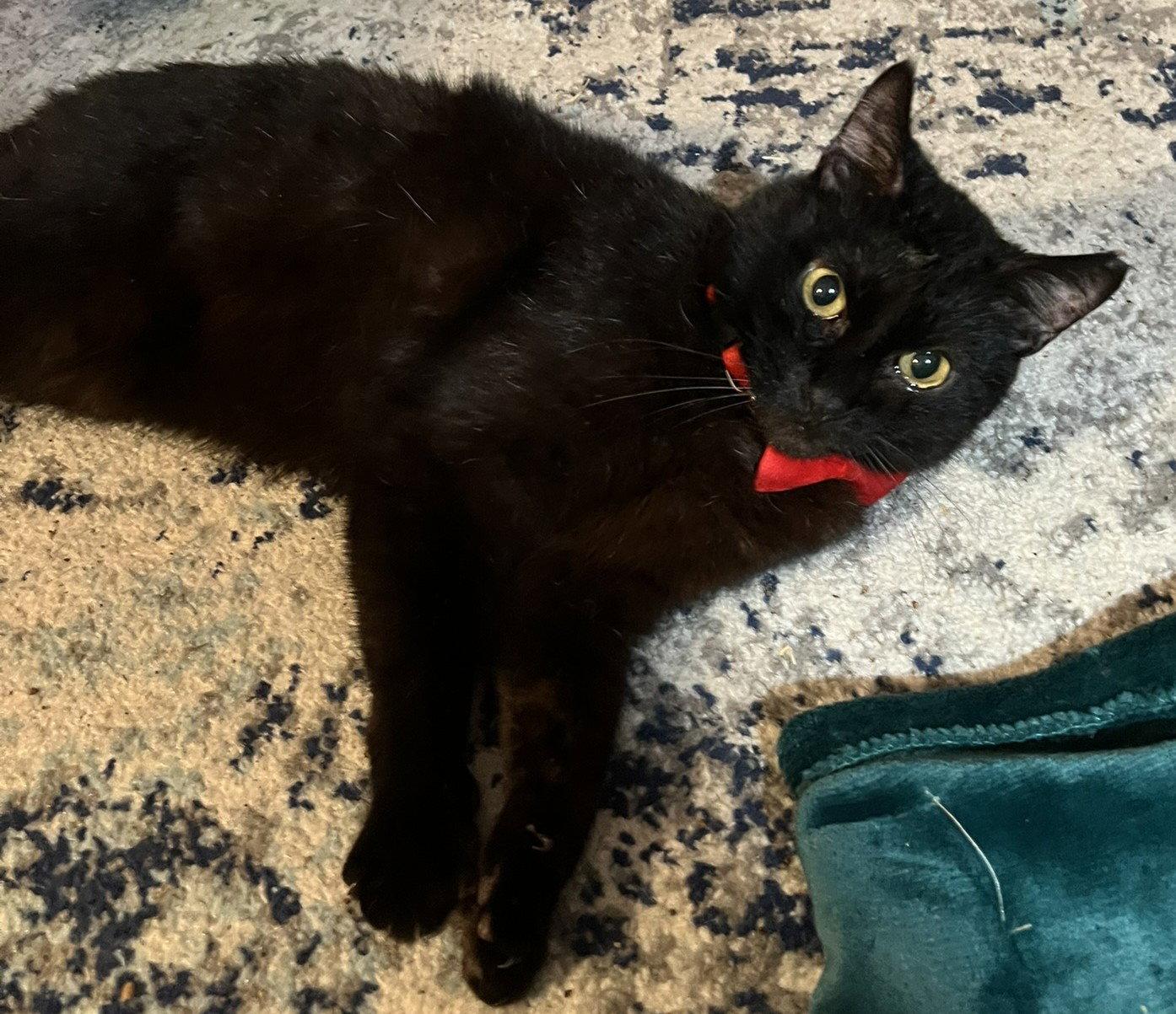 Enlarge Valentino, a Adoptable Domestic Short Hair in Garland, TX image 2/3