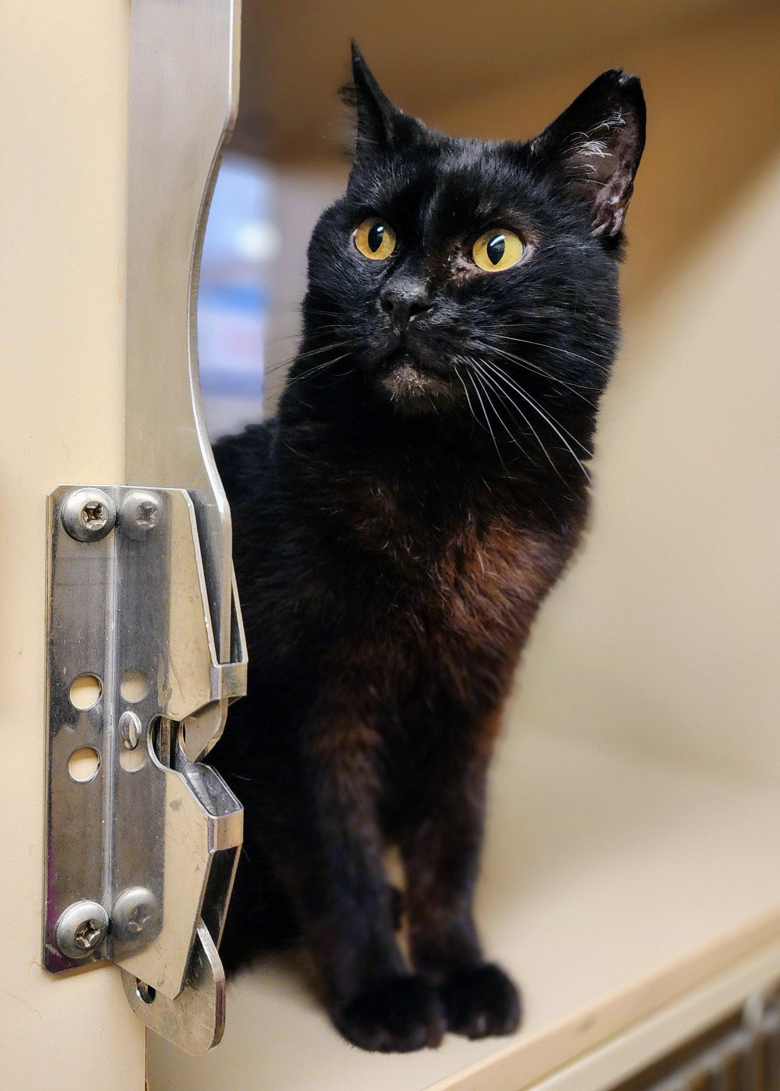 Valentino, Adoptable, Adult Male Domestic Short Hair.