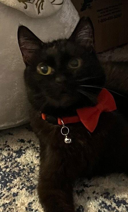 Enlarge Valentino, a Adoptable Domestic Short Hair in Garland, TX image 3/3