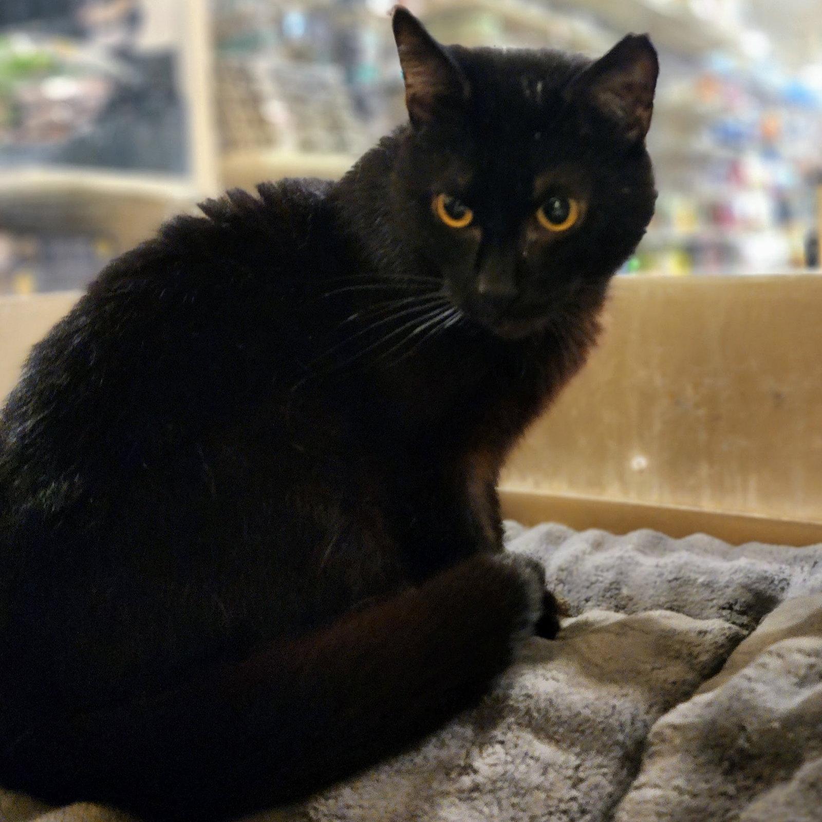 Valentino, a Adoptable Domestic Short Hair in Garland, TX image 2/3