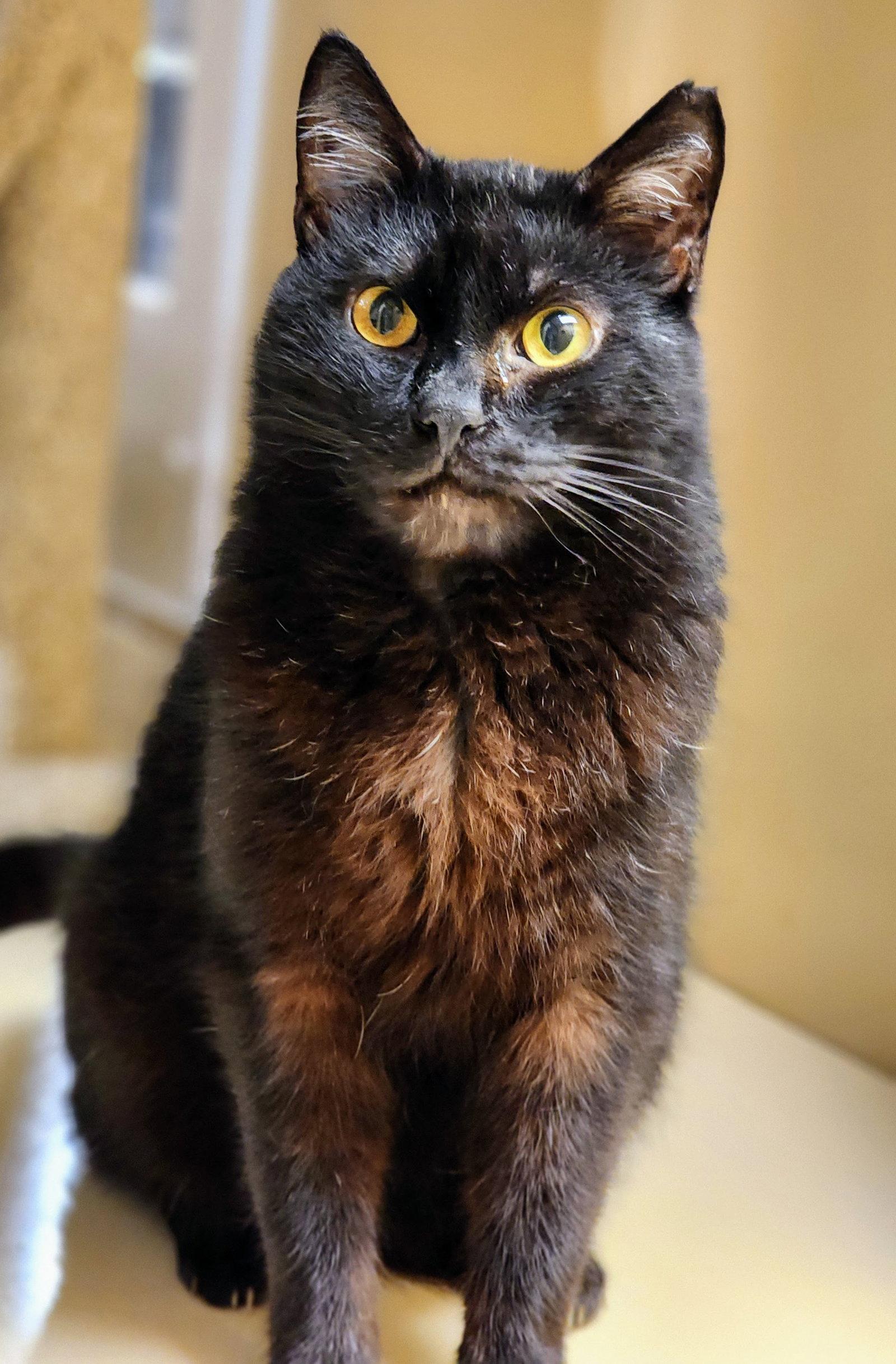 Valentino, a Adoptable Domestic Short Hair in Garland, TX image 3/3