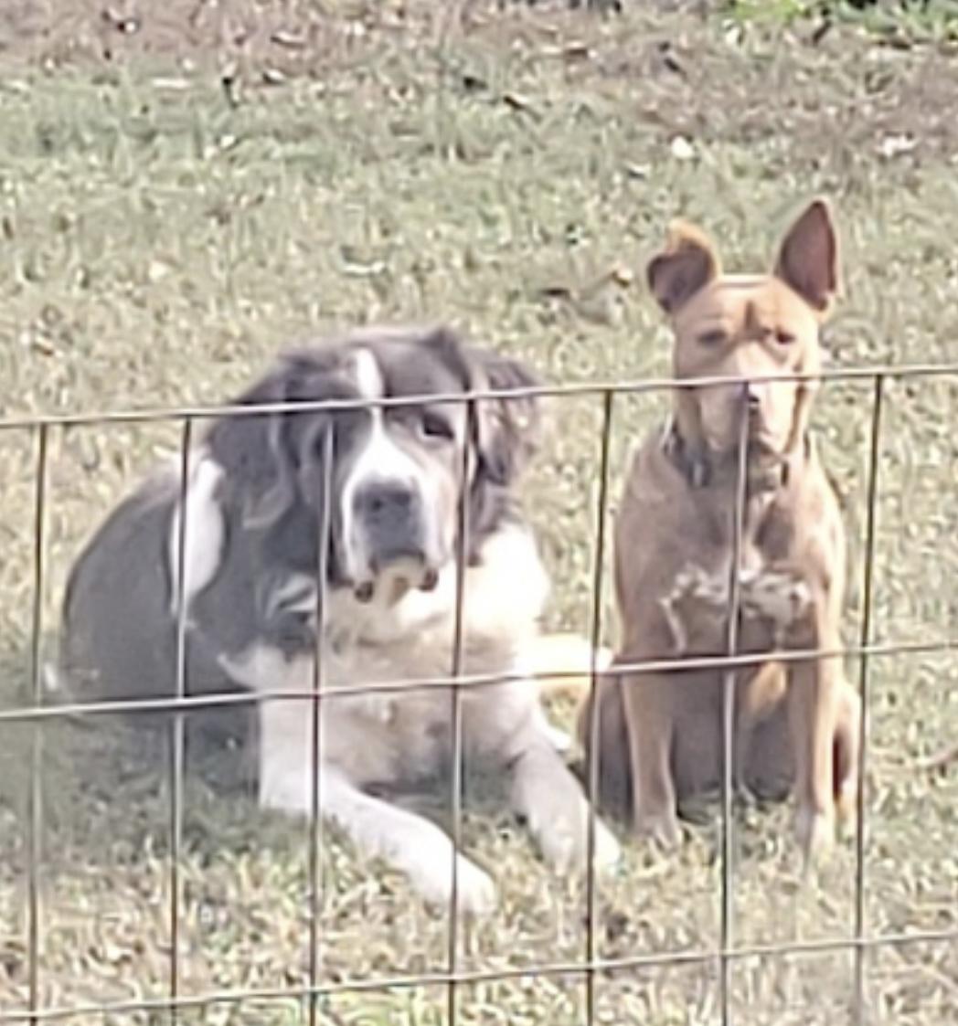 Piper — thumbnail 3