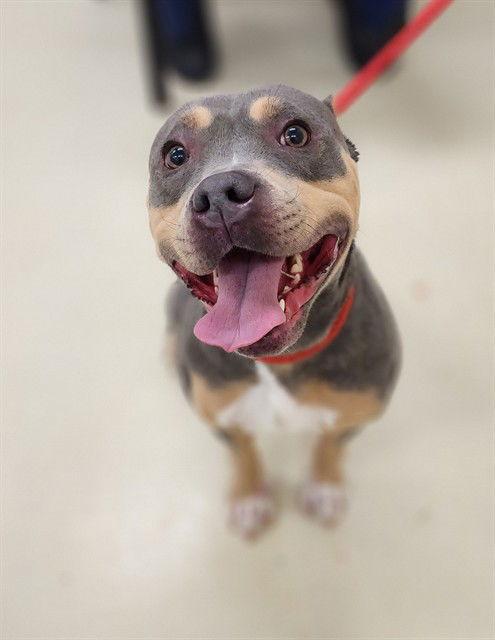 47606 - Eve, Adopted, Young Female American Staffordshire Terrier.