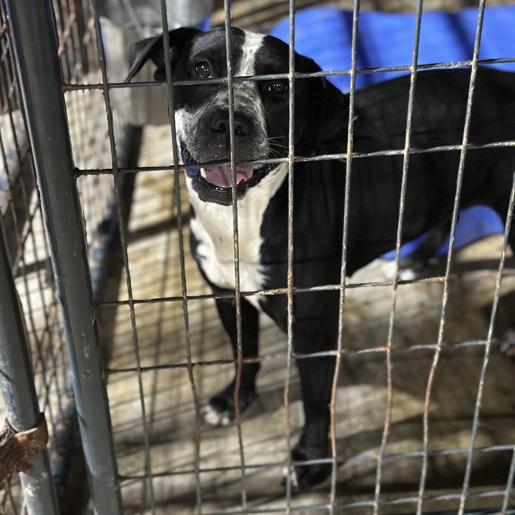 Enlarge Lafawnduh, a Adoptable mixed breed in Fort Smith, AR image 1/2