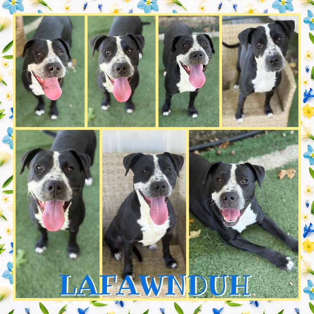 Enlarge Lafawnduh, a Adoptable mixed breed in Fort Smith, AR image 2/2