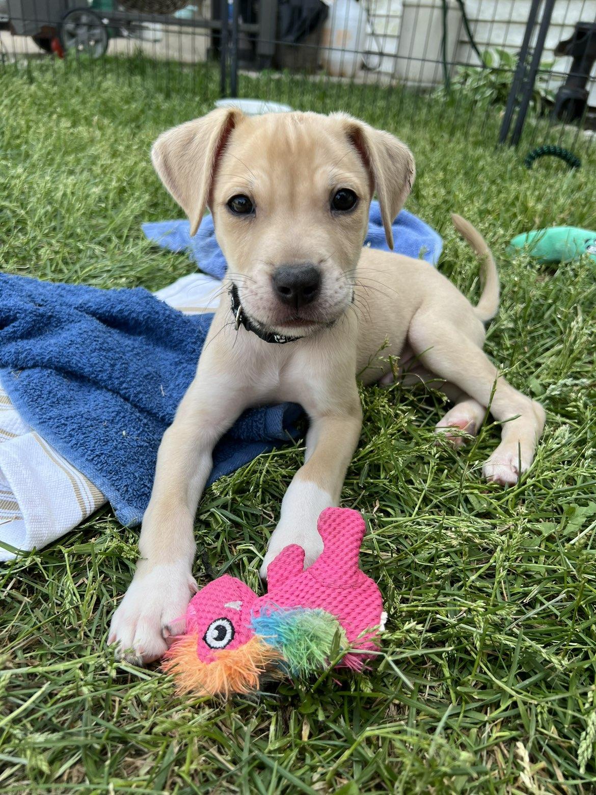Garth, an adopted Mixed Breed in Elkhorn, WI image 1/3