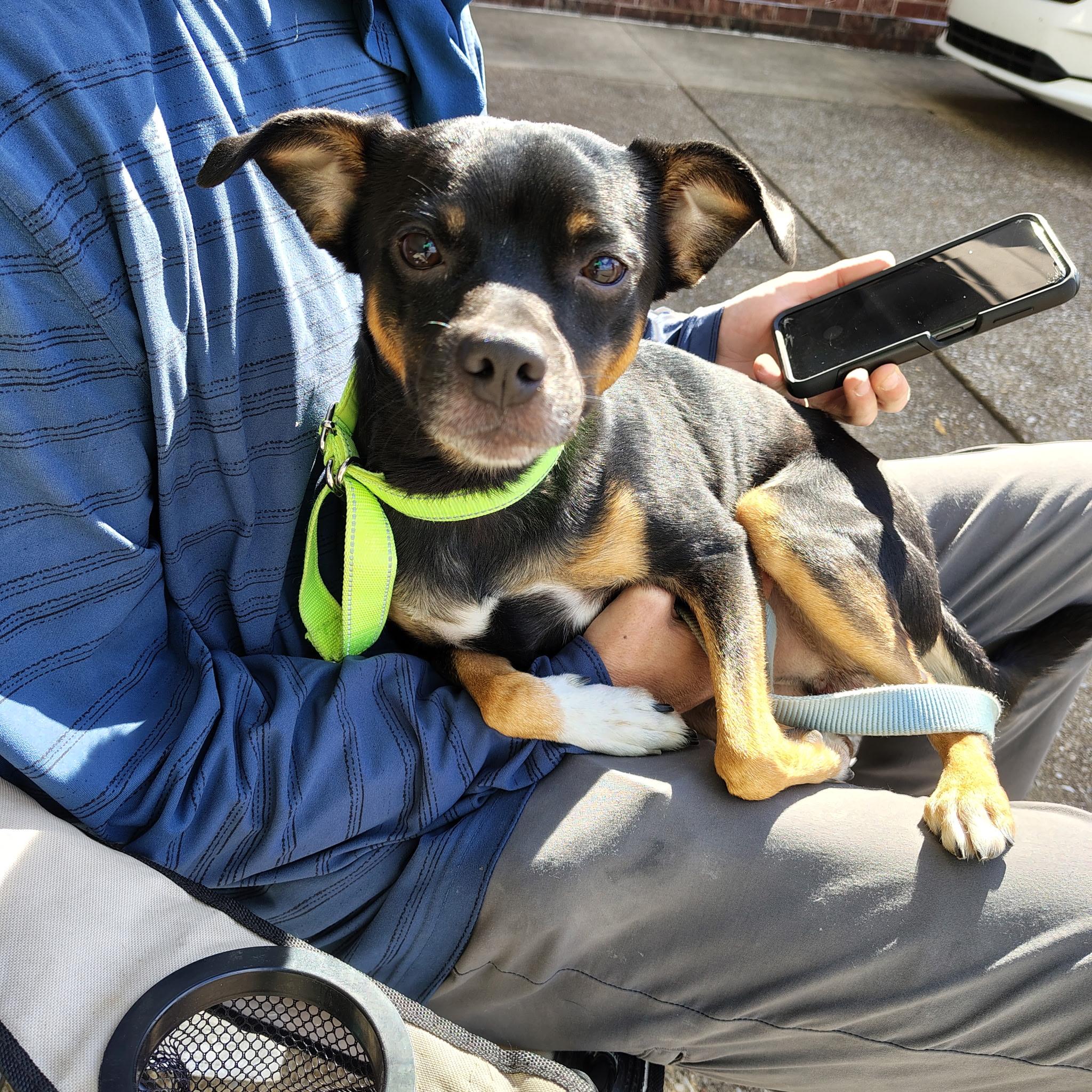 Enlarge Kodiak, a Adoptable mixed breed in Evansville, IN image 1/1