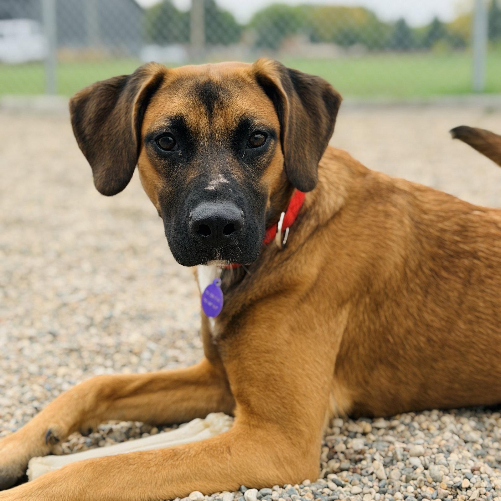 Cornelia, Adoptable, Adult Female Terrier.