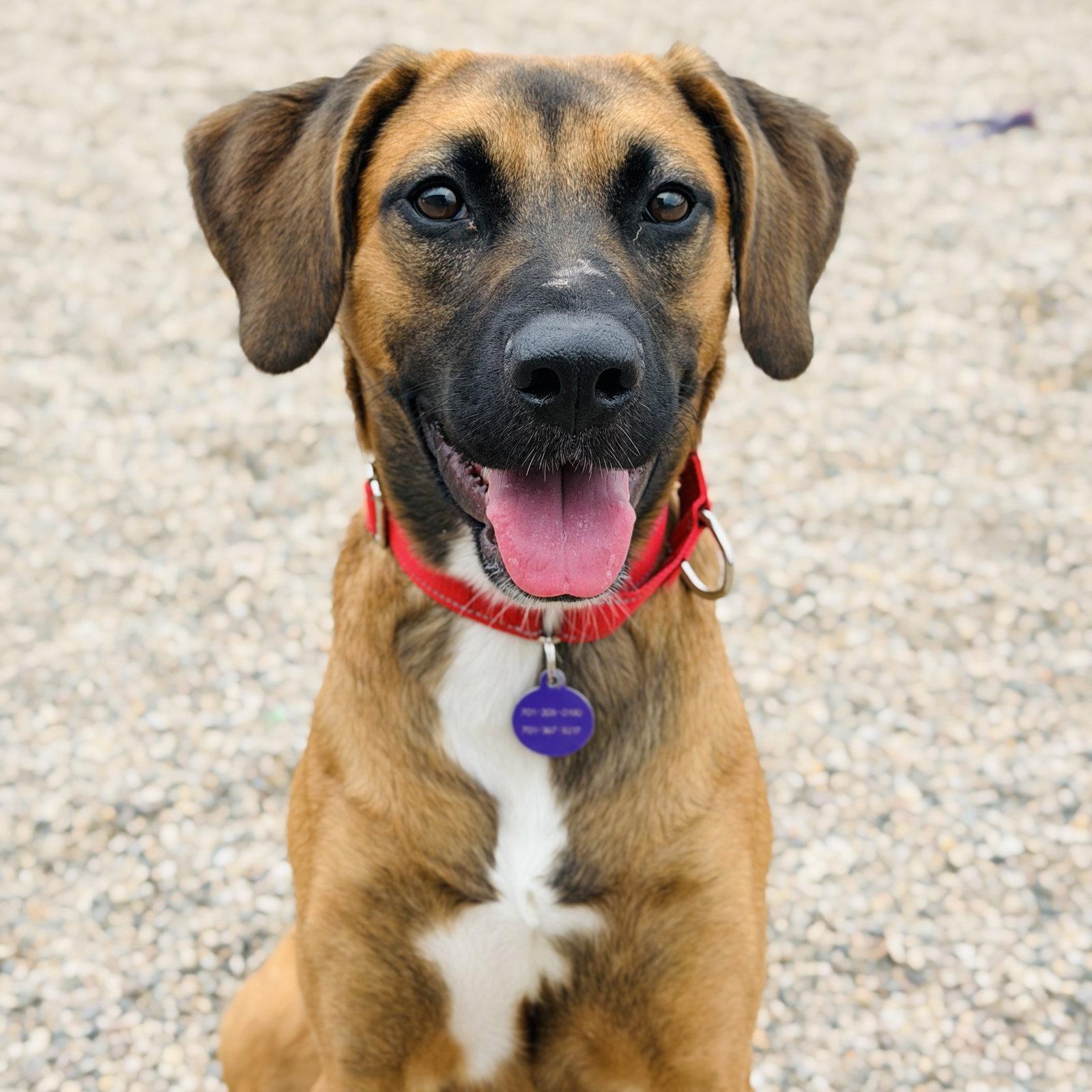 Enlarge Cornelia, a Adoptable Terrier in Fargo, ND image 2/3